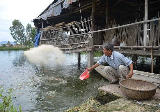 Trang trại nuôi gà và cá nước ngọt của cựu chiến binh ở xã Điện Hòa. Ảnh: Q.T