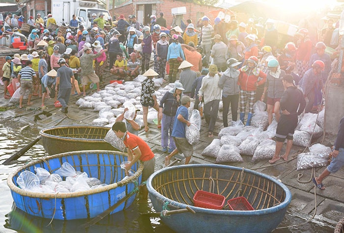 Cá vào trong nắng sớm giứa mùa đông ở bến ca Duy Hải.