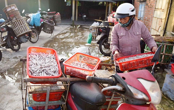 Bà Cúc chở cá về nhà phơi, sau khi mua từ tàu có chồng bà là thành viên.