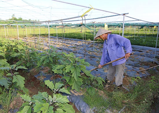 Rau hữu cơ là một trong những thực phẩm được nhiều người lựa chọn nhất hiện nay.  Ảnh: KIỀU LY