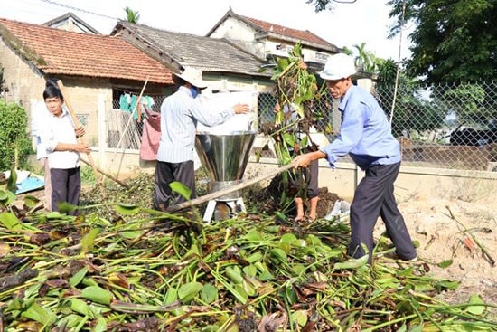 Nông dân phường Tân Thạnh, thành phố Tam Kỳ dùng bèo để làm phân hữu cơ vi sinh. Ảnh: T.B