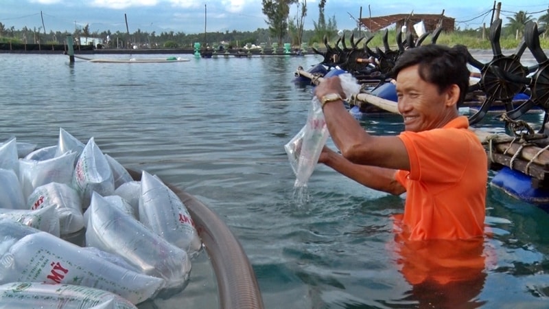 Ông Đỗ Minh Thêm đã thả lại 50.000 con tôm giống tại 3 ao nuôi sáng ngày 22.11. Ảnh: ĐOÀN ĐẠO