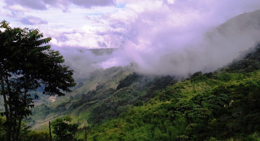 Approximately 84,000 hectares of forest in Quang Nam has been improved through the project. Photo: baotainguyenmoitruong.