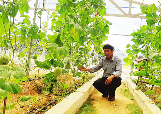 Mô hình trồng dưa lưới theo hướng liên kết của HTX Thực phẩm sạch Phú Ninh và Cơ sở Công nghệ sinh học Phú Ninh. Ảnh: H.LIÊN