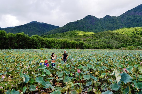 Những cánh đồng sen ở vùng Trà Lý của xã Duy Sơn mang lại nguồn thu nhập cao cho nhiều hộ dân. Ảnh: H.N