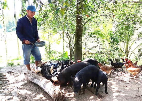 Mô hình chăn nuôi kết hợp của anh Nguyễn Công Luật, thôn 10, xã Tiên Lãnh.