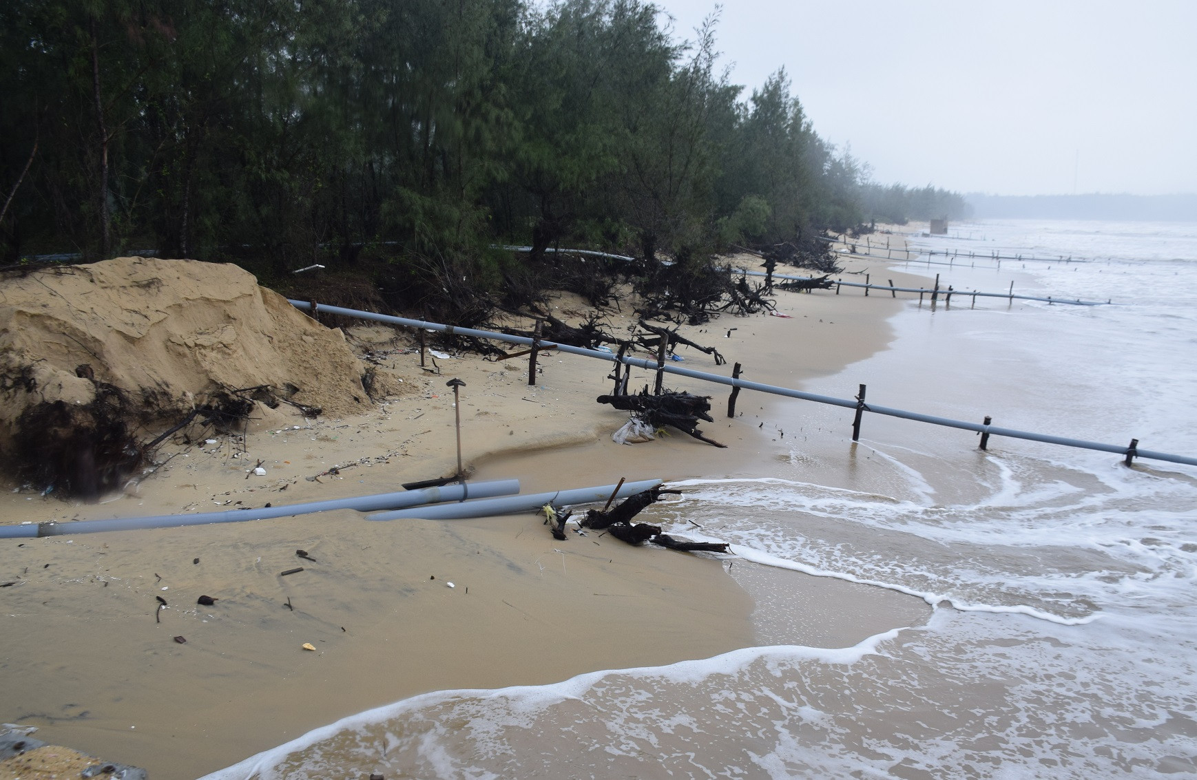 Những đoạn ven bờ biển xã Tam Hải chưa được kè tiếp tục bị sạt lở, sóng biển cuốn nhiều khối cát trôi ra biển. Ảnh: THANH THẮNG