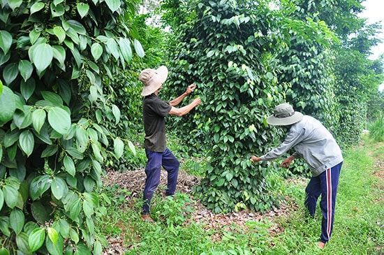 Hỗ trợ người dân cải tạo vườn tạp thành vườn kinh tế là một trong những nội dung quan trọng của việc xây dựng khu dân cư NTM kiểu mẫu. Ảnh: VĂN SỰ