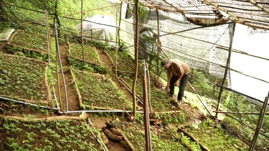 A Ngoc Linh breeding garden in Quang Nam