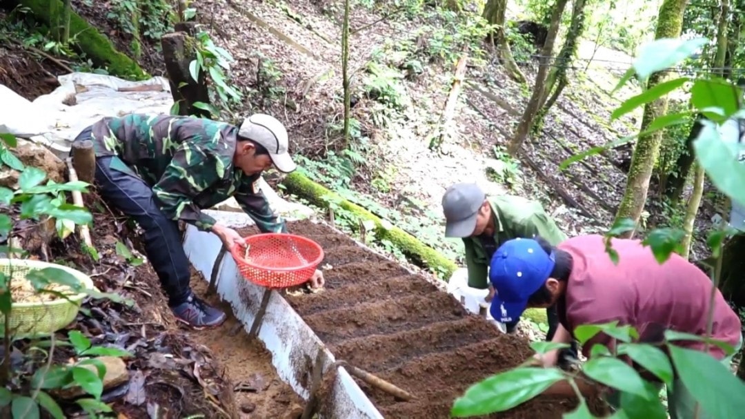 Ngoc Linh ginseng sapling cultivation in Tra Linh, Nam Tra Mi district