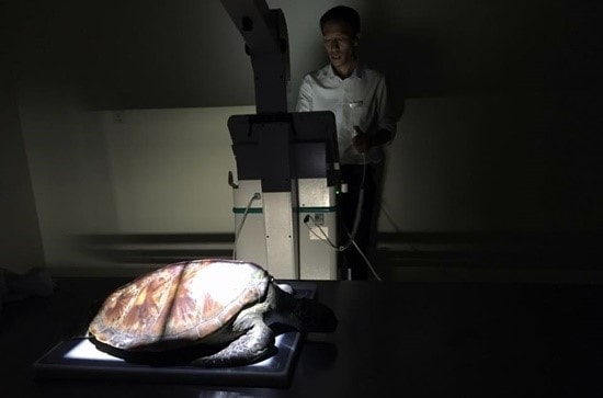 The turtle has an X-ray.