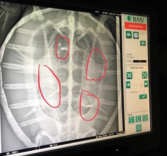The image of X-ray of the turtle’s stomach