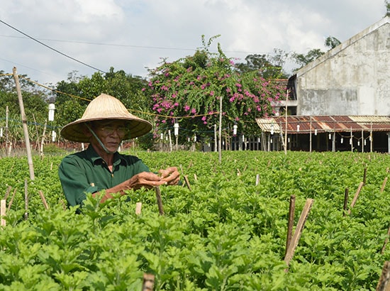 Vườn cúc nhà ông Nguyễn Văn Sáu đã được nhiều người đặt hàng tết. Ảnh: V.L