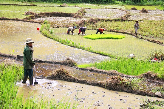 Làm lúa nước ở vùng cao.         Ảnh: ALĂNG NGƯỚC