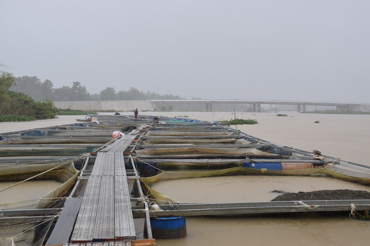 Hiện 40 bè cá trên sông bàn thạch của gia đình anh Ngọc đang bị lũ phá hại. Ảnh: THANH THẮNG