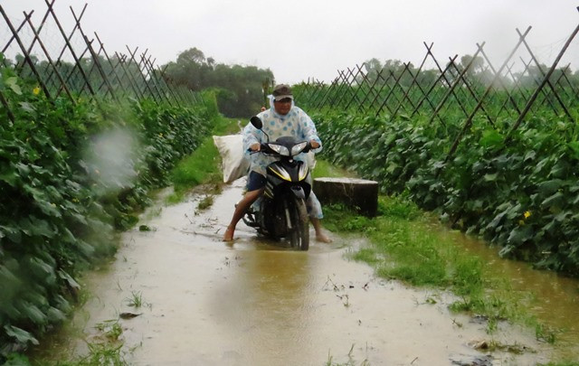 Đội mưa lớn chở nông sản. Ảnh: HOÀNG LIÊN