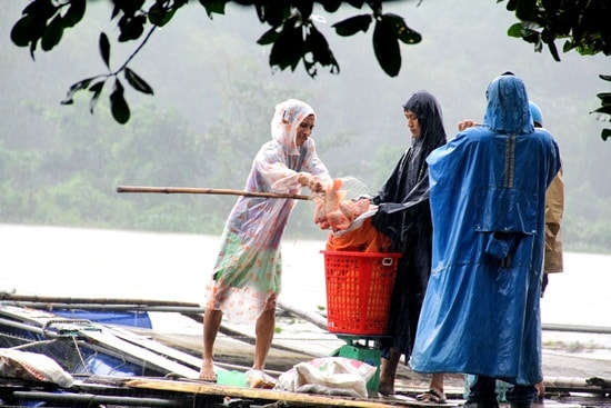 Người dân thu hoạch vét, tránh cá bị lũ cuốn trôi. Ảnh: Quang Việt