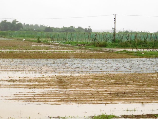 Vùng trồng rau quả xã Đại An bị ngập úng trong mấy ngày mưa to. Ảnh: H.LIÊN