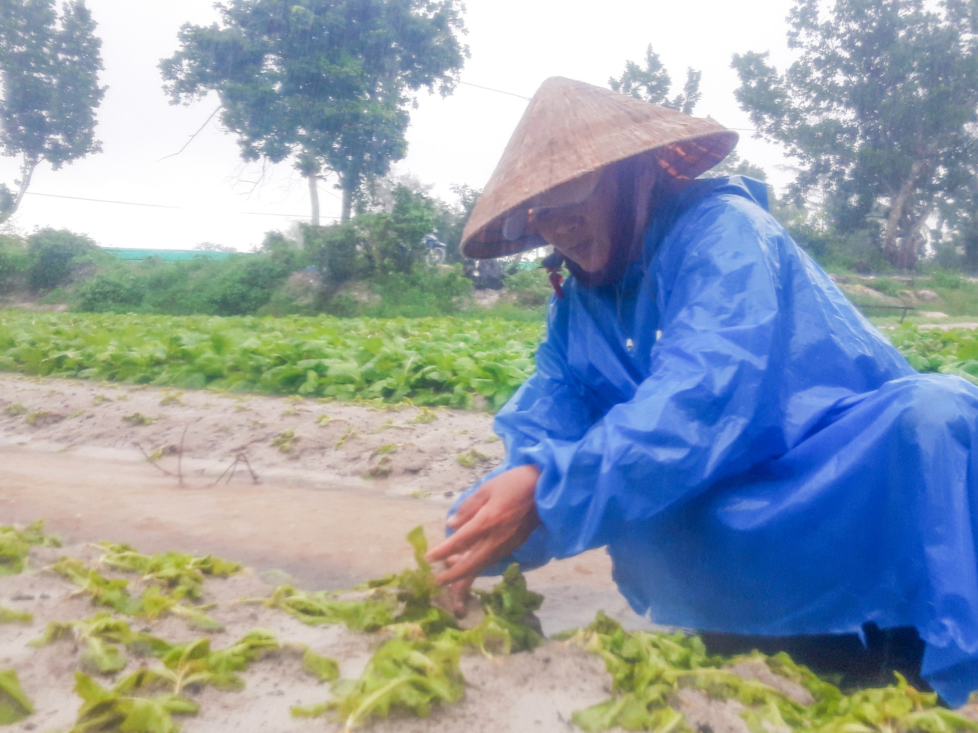Những luống rau của người dân làng rau Hưng Mỹ vừa trồng hơn 1 tháng nay đã ngập úng hoàn toàn. Ảnh: Hồ Quân