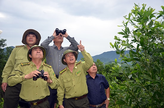 Ngành chức năng của tỉnh khảo sát ghi nhận chà vá chân xám tại thôn Đồng Cố, xã Tam Mỹ Tây.Ảnh: H.P