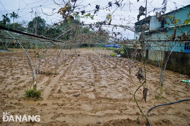 Những giàn bí, giàn bầu trơ khung.