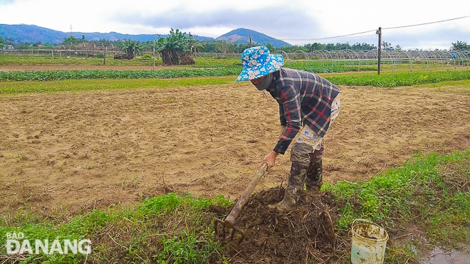 Bà Nguyễn Thị Kim (thôn Túy Loan Tây 1, xã Hòa Phong) - cho biết, gia đình bà có 2 sào (1000m2) đất trồng rau như: rau muống, đậu cô ve, bí…. “Giàn bí tôi trồng hơn hai tháng, đang lớn để chuẩn bị kịp vụ Tết. Nhưng con mưa dài rồi lụt khiến nước dâng ngập ngâm thối hết. Rồi còn cả rau muống, rau lang, cải…vừa gieo hạt cũng mất sạch. Thiệt hại khoảng hơn 10 triệu đồng, chưa kể công sức bỏ ra làm”, bà Kim chia sẻ.