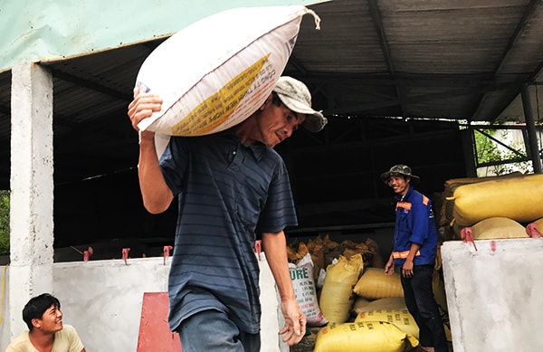 Người dân vùng lũ tương trợ chuyển lúa đến lò sấy. Ảnh: MINH HẢI