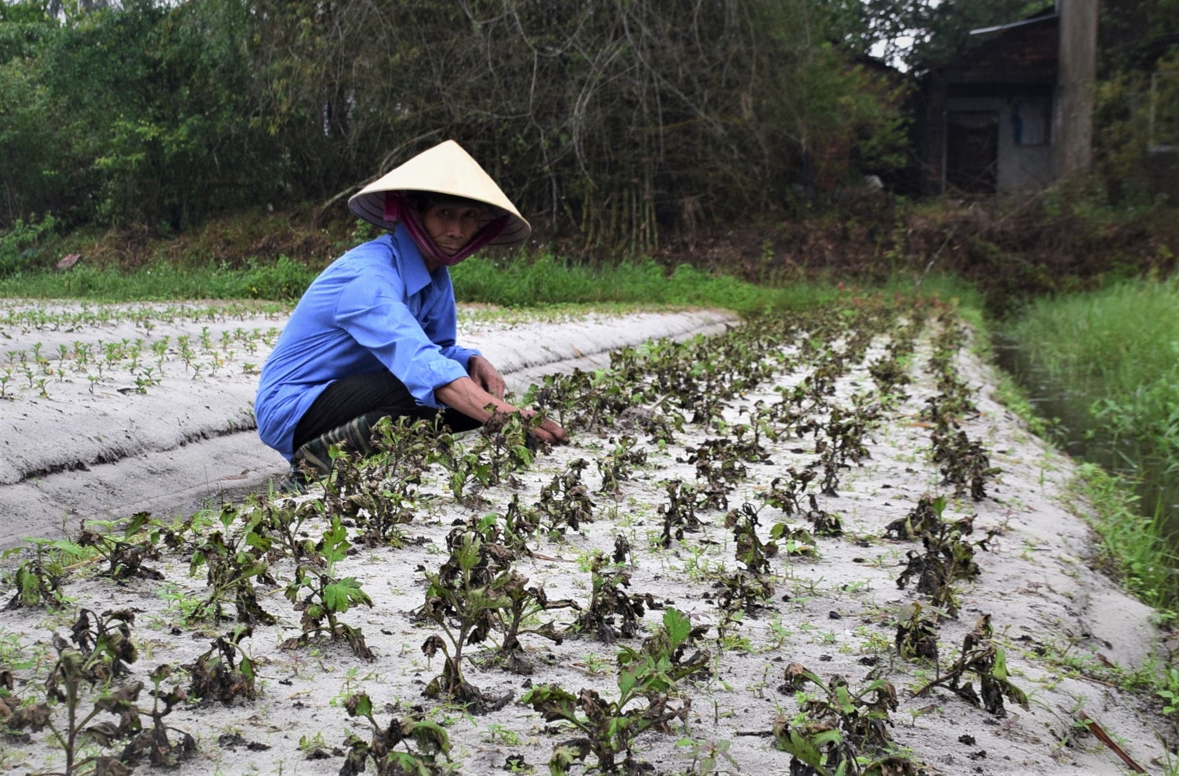 Vườn hoa cúc bán tết của gia đình ông Nguyễn Văn Tâm (thôn Phước Ấm, xã Bình Triều, huyện Thăng Bình) bị ngập úng hơn 48 giờ nên thối rễ, khô lá rồi chết. Ảnh: THANH THẮNG