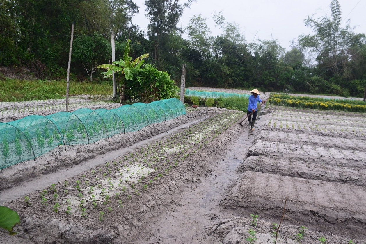 Người trồng hoa huyện xã Bình Triều đang tập trung khắc phục vườn hoa bị ngập nước. Ảnh: THANH THẮNG