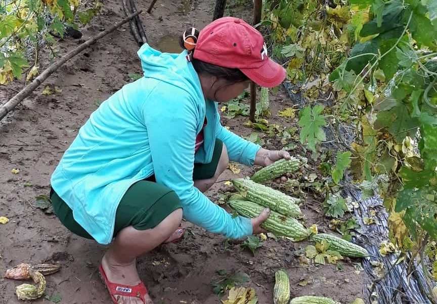 Nguy cơ trộm cắp nông sản sau mưa lũ có xu hướng gia tăng. Trong ảnh: Nông dân thôn Bàu Tròn nhặt nhạnh nông sản sau lũ. Ảnh C.N