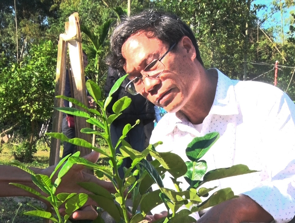 Vườn bưởi da xanh ruột hồng diện tích 0,2ha của ông Nguyễn Văn Tư ( thôn Thạnh Hòa 1)