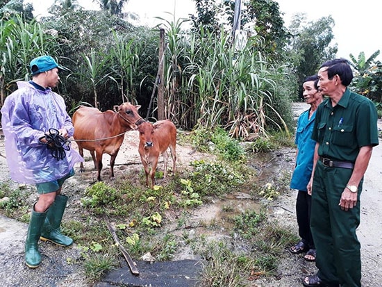 Hội Cựu chiến binh Quế Sơn hỗ trợ bò giống mở thêm sinh kế giúp gia đình hội viên có điều kiện thoát nghèo. Ảnh: T.L