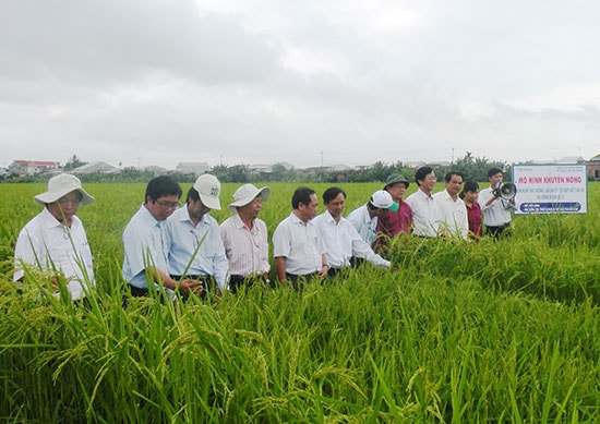 Mô hình liên kết với doanh nghiệp sản xuất hạt giống lúa lai thế hệ F1 theo chuỗi giá trị của Hợp tác xã nông nghiệp Ái Nghĩa (Đại Lộc) mang lại hiệu quả kinh tế cao. Ảnh: P.Đ