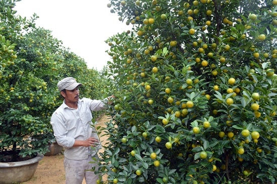 Cây quật vườn ông Nguyễn Quang cho thuê tét  giá 12 triệu đồng