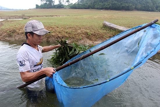 Anh Phương dỡ bẫy bắt tép đồng.Ảnh: T.C