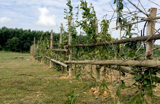 Hàng rào do bà Hạnh lập nên trong phạm vi dự án. Ảnh: PHAN VINH