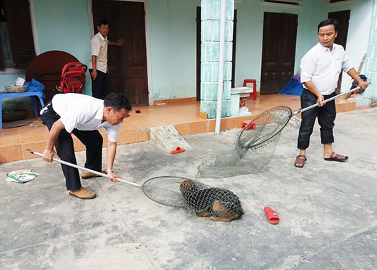 Cán bộ thú y khống chế chó để tiêm phòng bệnh dại. Ảnh: P.NAM