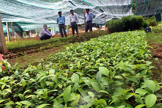 Cần tăng cường kiểm soát nguồn giống cây dược liệu trên địa bàn tỉnh. Ảnh: H.L