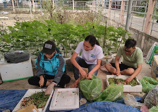 Nhóm V.Green Trường Đại học Quảng Nam ủ rác thành phân hữu cơ. Ảnh C.N