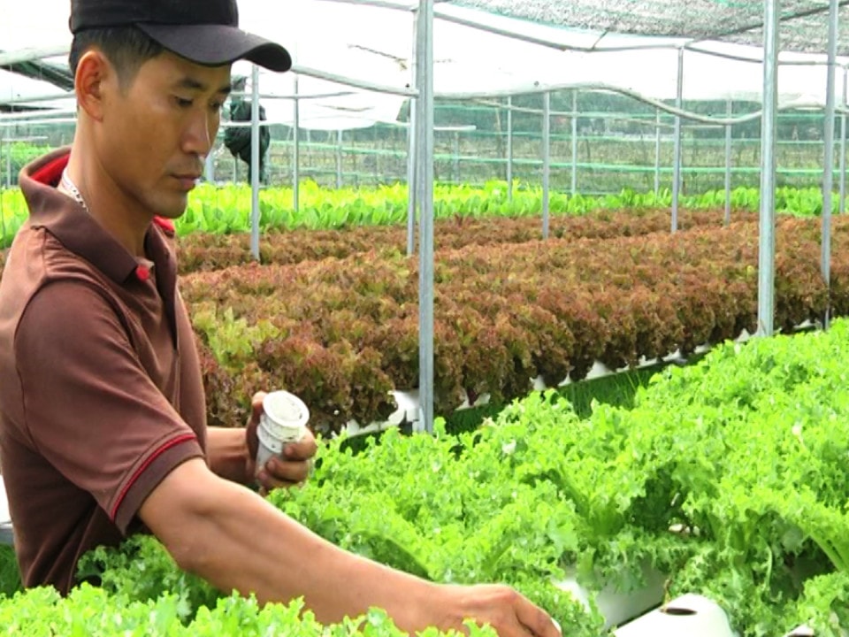 Sustainable agricultural development – one of the key targets of Quang Nam province.