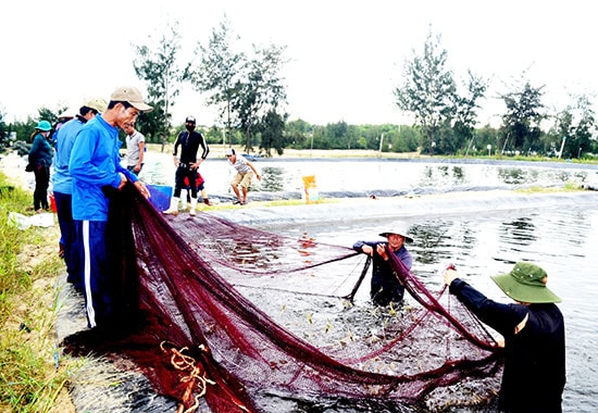 Nông hộ thu hoạch tôm thẻ chân trắng được nuôi bằng hình thức lót bạt trên cát trong vụ 3 này. Ảnh: QUANG VIỆT