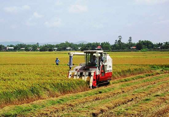 Tích tụ ruộng đất là “chìa khóa” để hình thành các mô hình cánh đồng mẫu lớn, thu hút doanh nghiệp đầu tư sản xuất theo phương thức hàng hóa.  Ảnh: VĂN SỰ