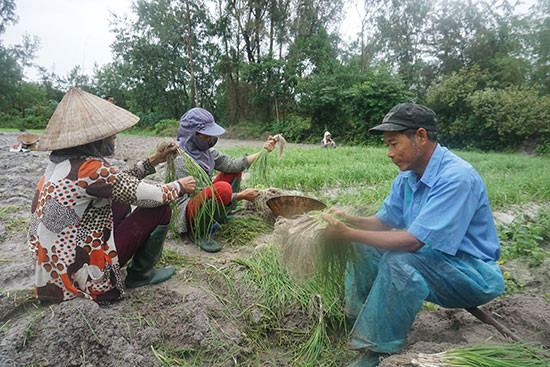 Nông dân thôn Cổ Linh thu hoạch nén. Ảnh: GIANG BIÊN
