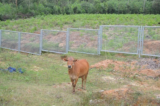 Không thả rông thì họ níu bò bằng cách cột dây thừng vào hàng rào bảo vệ, ngay phía bên trong. Ảnh: CT