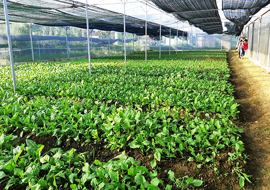 Mô hình nông nghiệp ứng dụng công nghệ cao ở huyện Phú Ninh. Ảnh: HOÀNG LIÊN