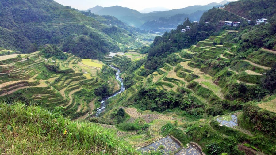 Ruộng bậc thang Cordilleras (Philippines)  do người dân bản địa Ifugao tạo dựng cách đây ít nhất 2.000 năm nhạy cảm với nhiệt độ nóng lên và lượng mưa lớn nên dễ bị sạt lở, xói mòn. Các giống lúa phát triển qua hàng trăm năm cũng ít thích ứng với biến đổi khí hậu.Ảnh: Getty Images