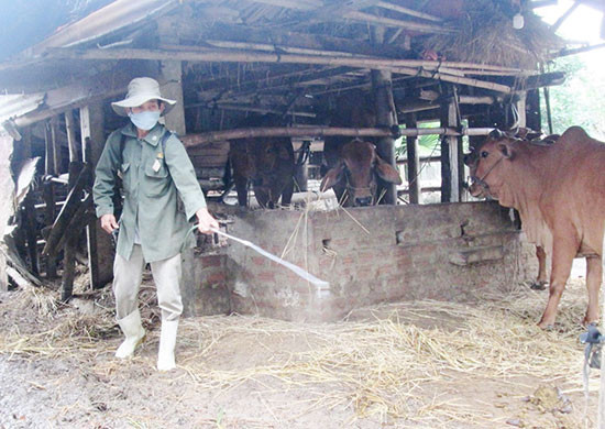 Người chăn nuôi cần thường xuyên phun tiêu độc khử trùng chuồng trại nhằm hạn chế nguy cơ mầm bệnh phát tán. Ảnh: VĂN SỰ