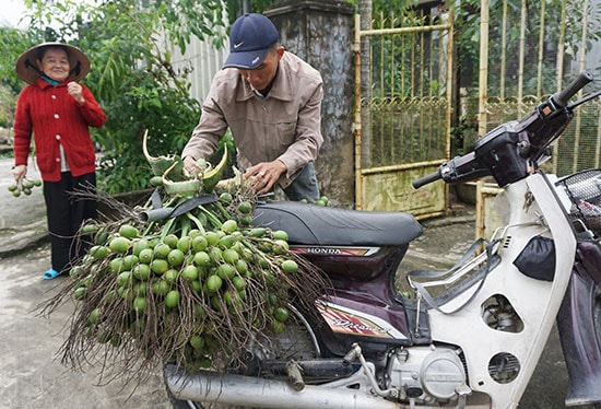 Anh Thân Văn Hùng rong ruổi mua cau ở phường Điện Nam Trung (Điện Bàn). Ảnh: NHƯ TRANG