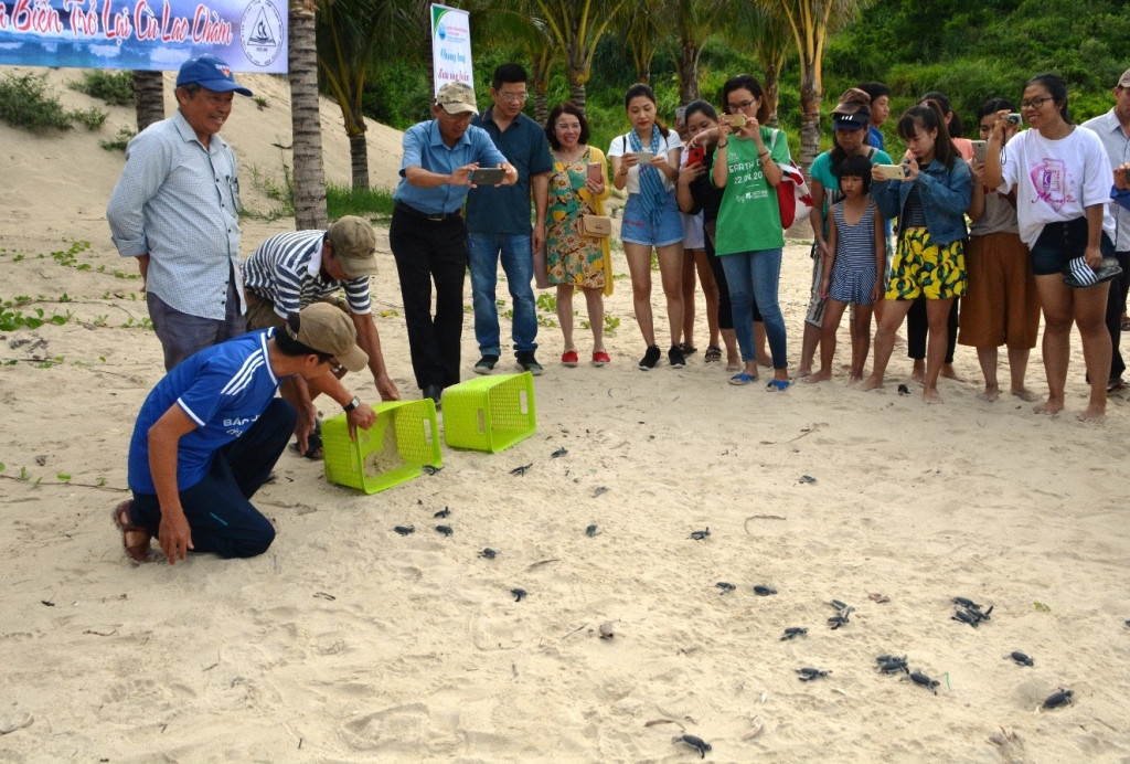 Thả rùa biển tại Cù Lao Chàm hồi tháng 7.2018. Ảnh: XUÂN THỌ