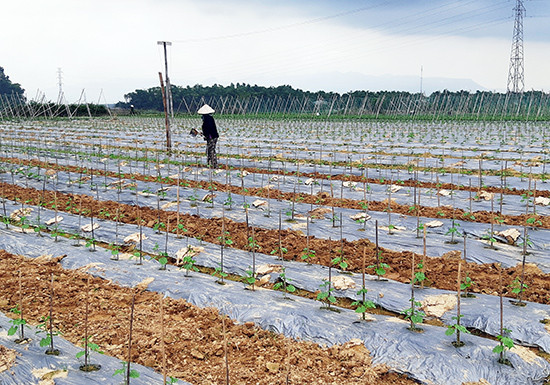 Vùng chuyên canh Bàu Tròn (Đại Lộc) được quy hoạch gần 50ha thuận lợi trong phát triển nông nghiệp công nghệ cao. Ảnh: HOÀNG LIÊN